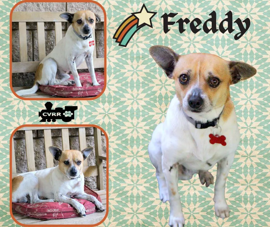 Freddy - Photo 1