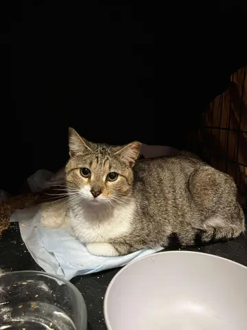 Turquoise thumbnail 2