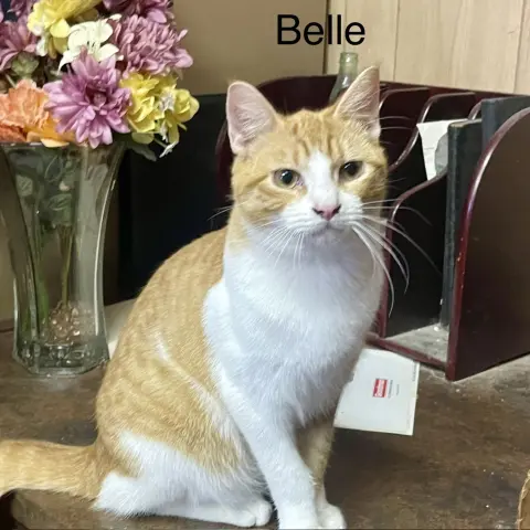 Belle