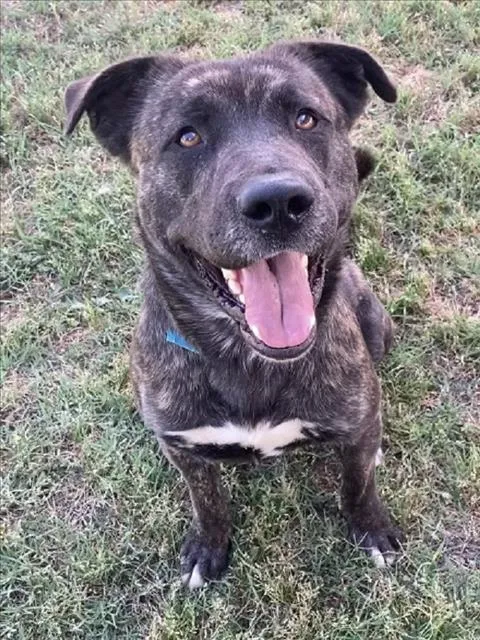 Longfellow - Photo 1