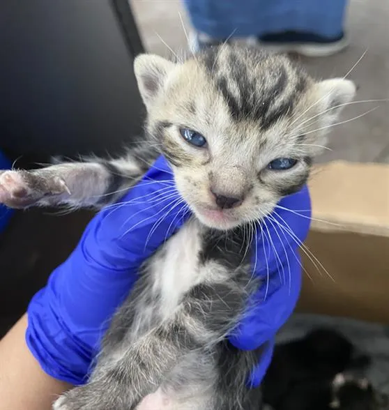 Sour Patch - Photo 1