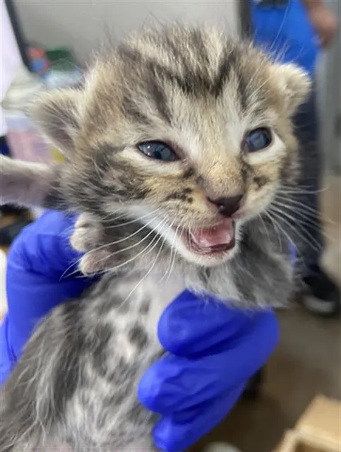 Swedish Fish - Photo 1