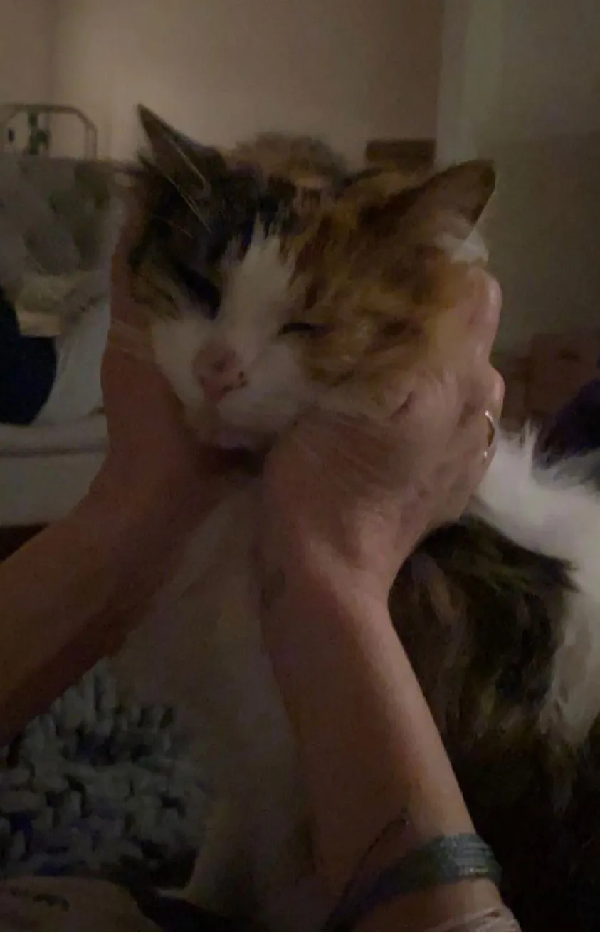 Miss Daisy - Photo 1