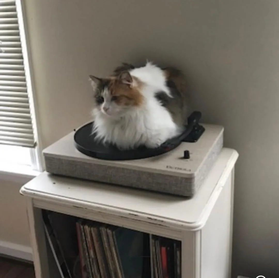 Miss Daisy - Photo 2