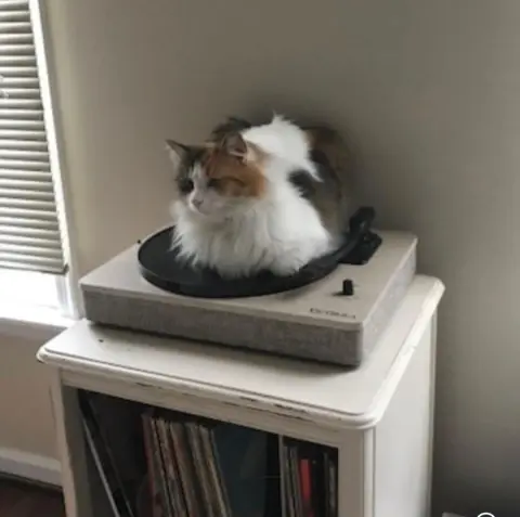 Miss Daisy thumbnail 2