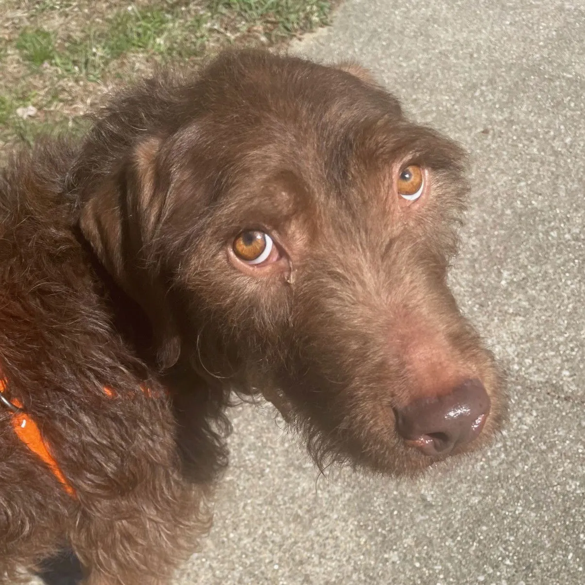 Jelly Bean - Photo 1