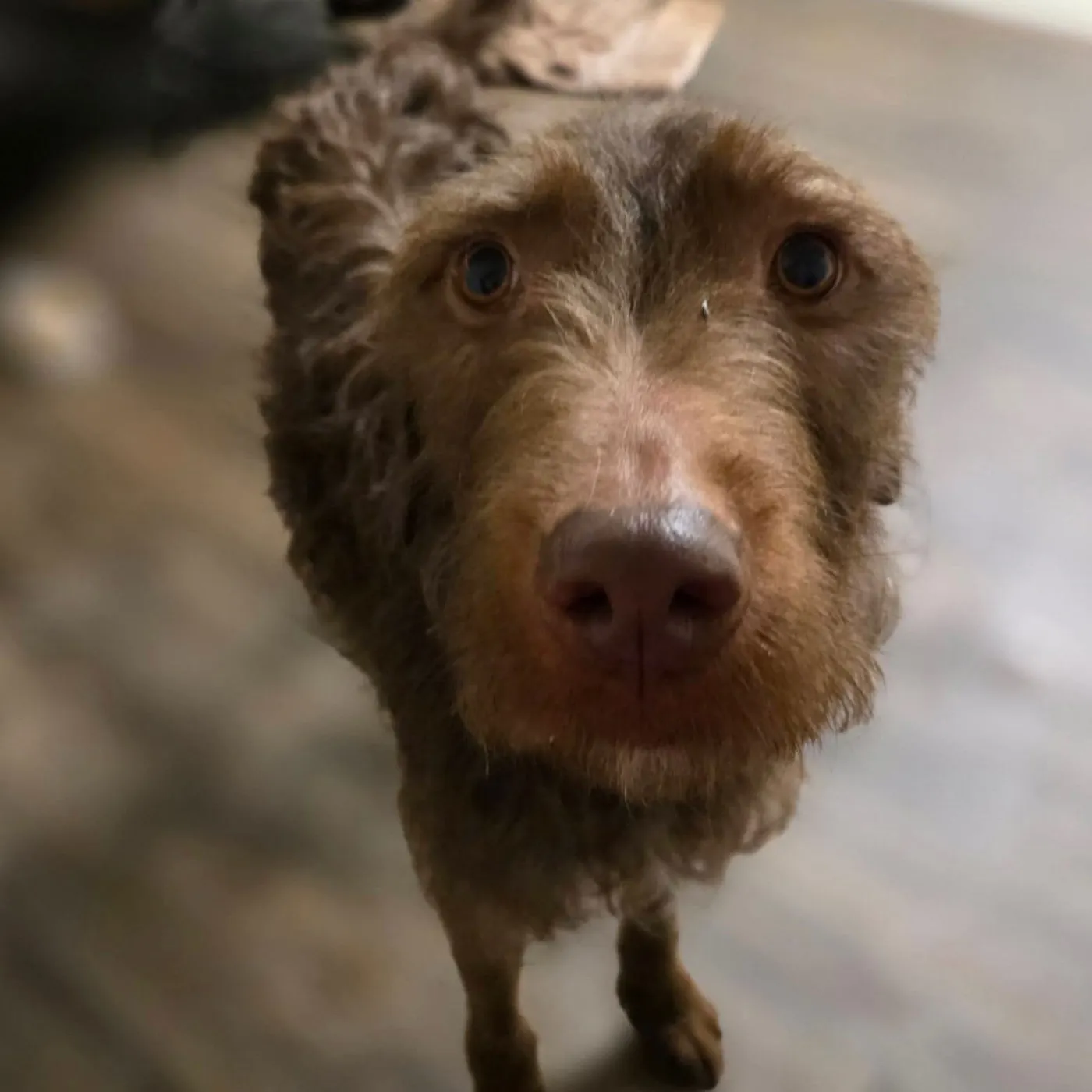 Jelly Bean - Photo 2