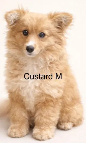 Custard
