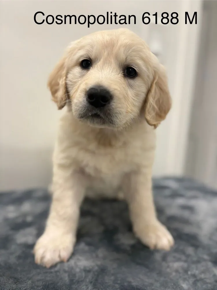 Cosmopolitan - Photo 1