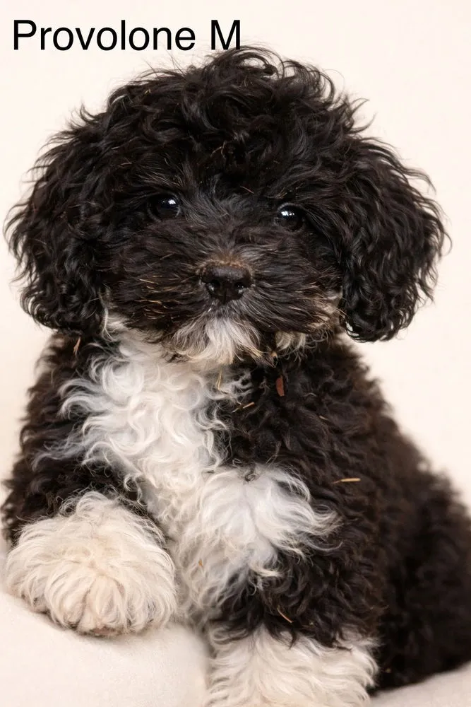 Provolone - Photo 1