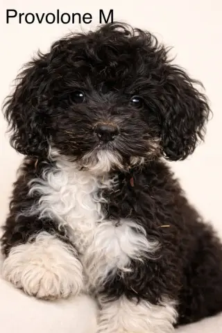 Provolone