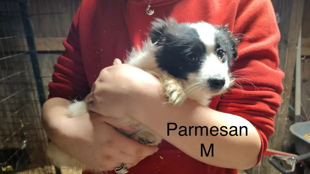 Parmesan - Photo 1