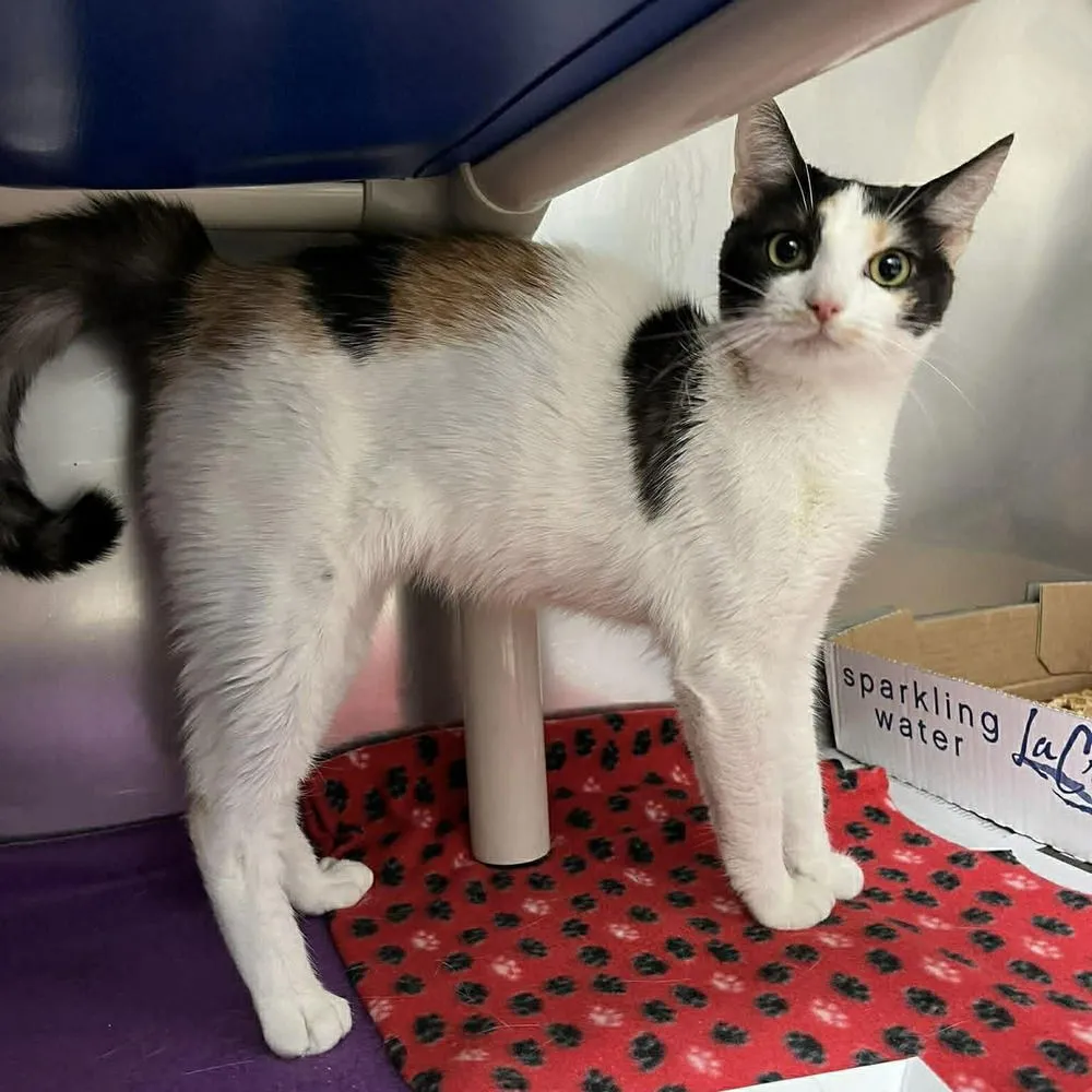 Brilliance - Photo 2