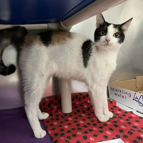 Brilliance thumbnail 2