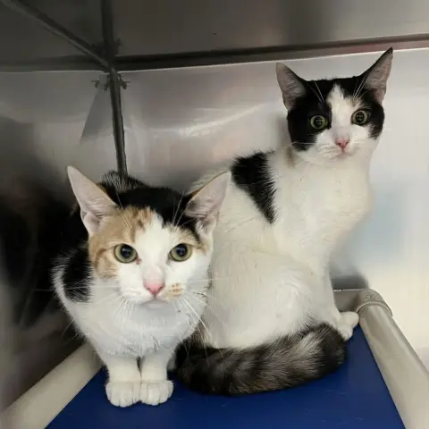 Radiance thumbnail 2