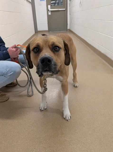 Huckleberry - Photo 1