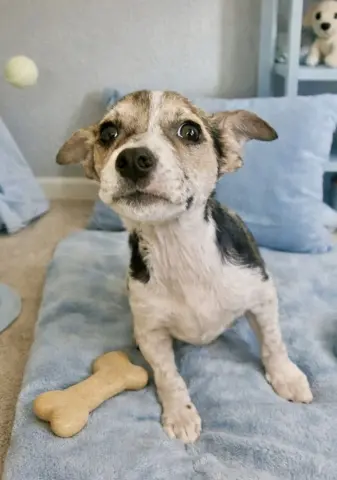 Blueberry thumbnail 3