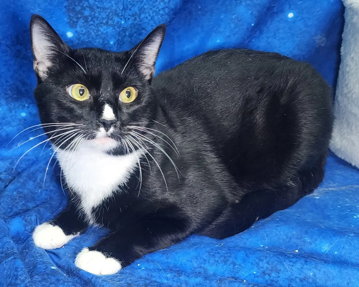 Dale Meridius - Photo 1