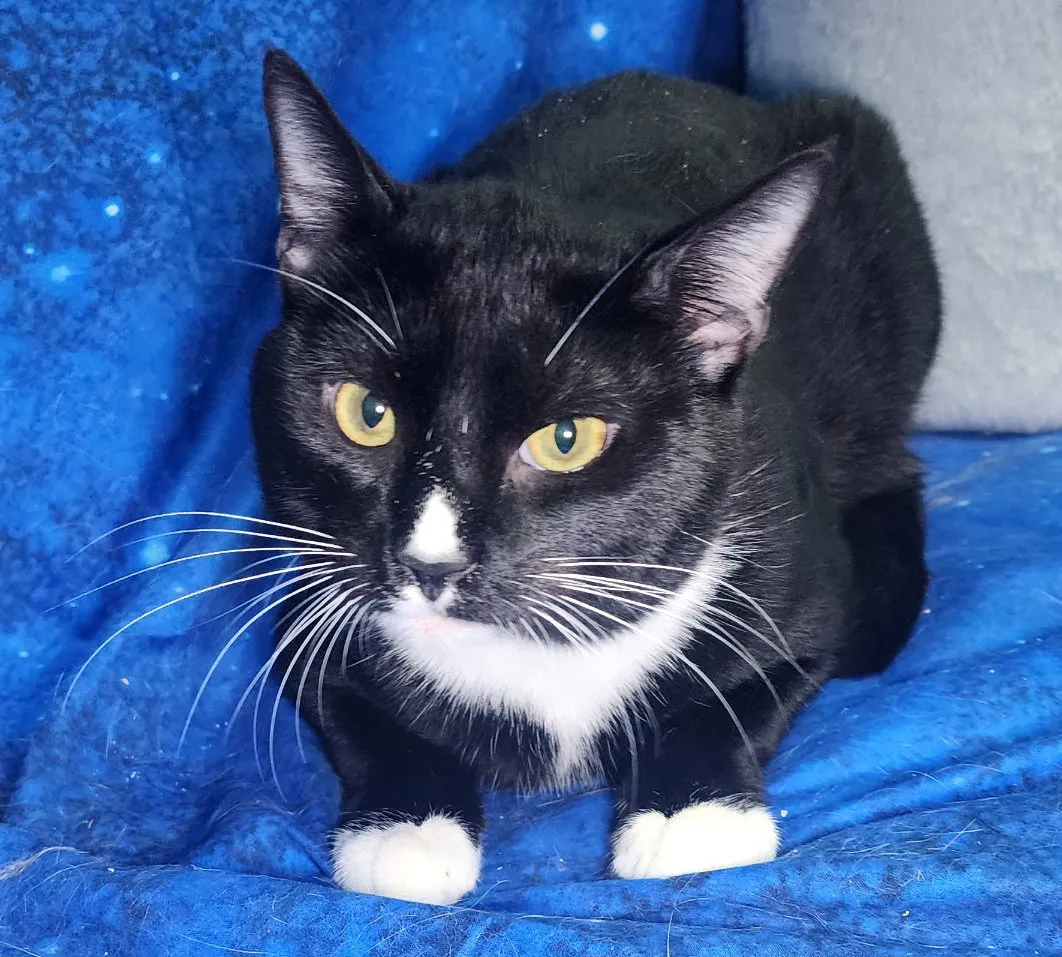 Dale Meridius - Photo 2