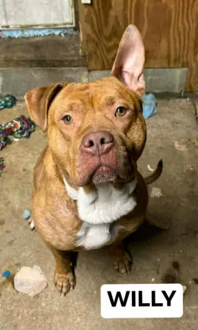 Willy