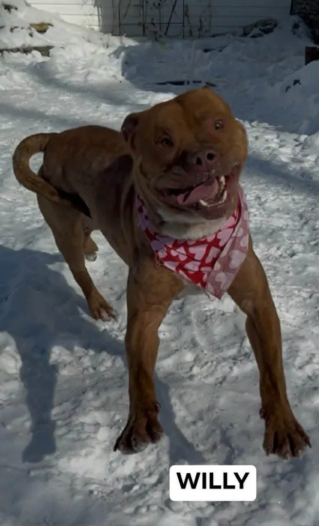 Willy - Photo 2