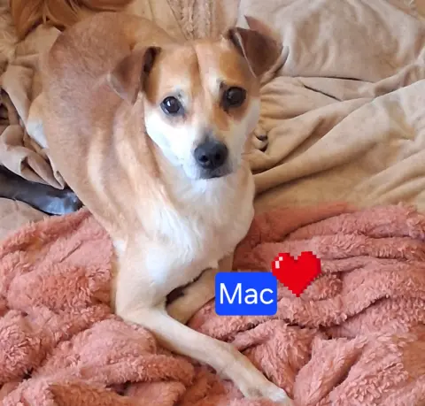 Mac