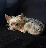 Lolabrigida - Photo 1