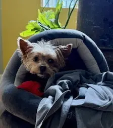 Lolabrigida thumbnail 2