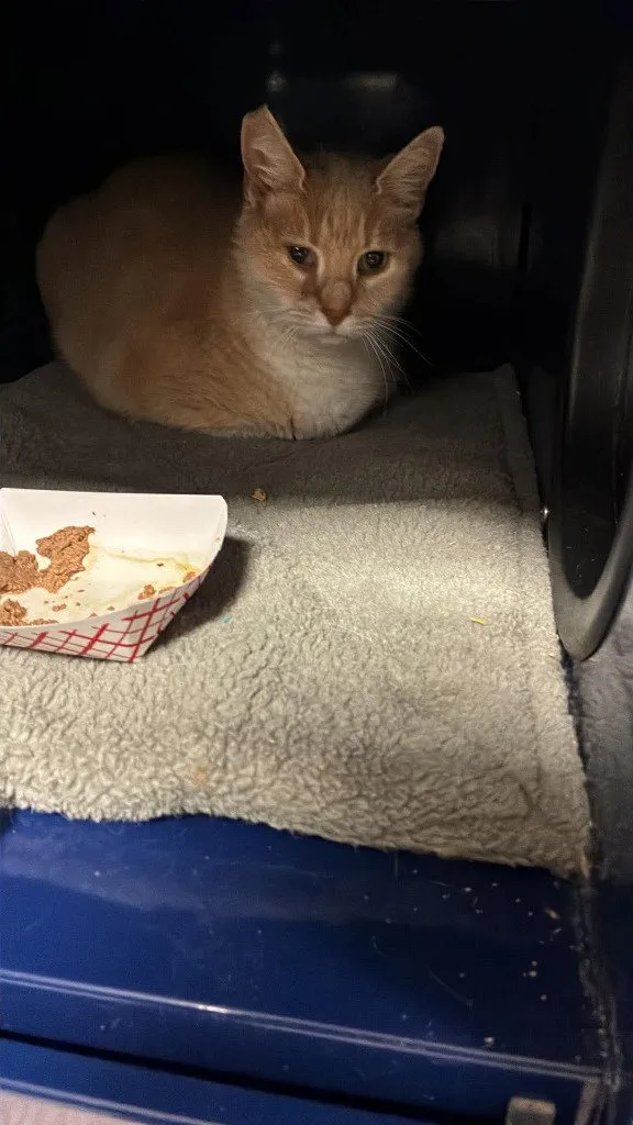 Creamsicle - Photo 1