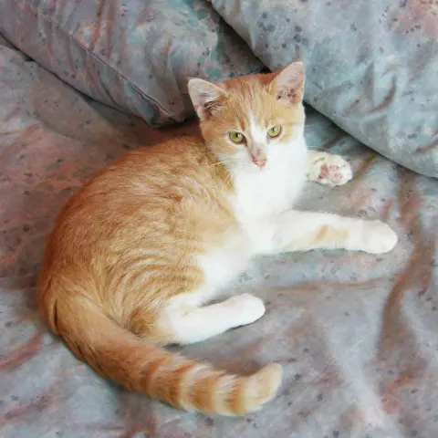 Pineapple thumbnail 3