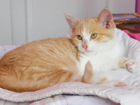 Pineapple thumbnail 5