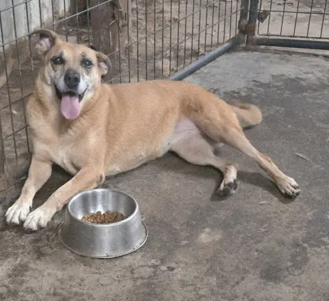 Coco Puff thumbnail 5