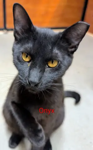 Onyx