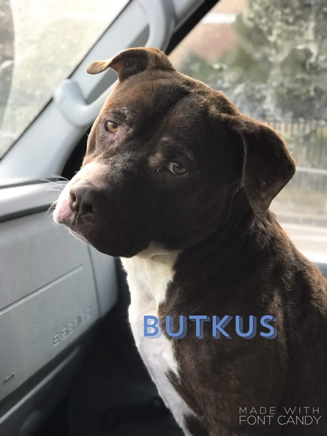 Butkus - Photo 5