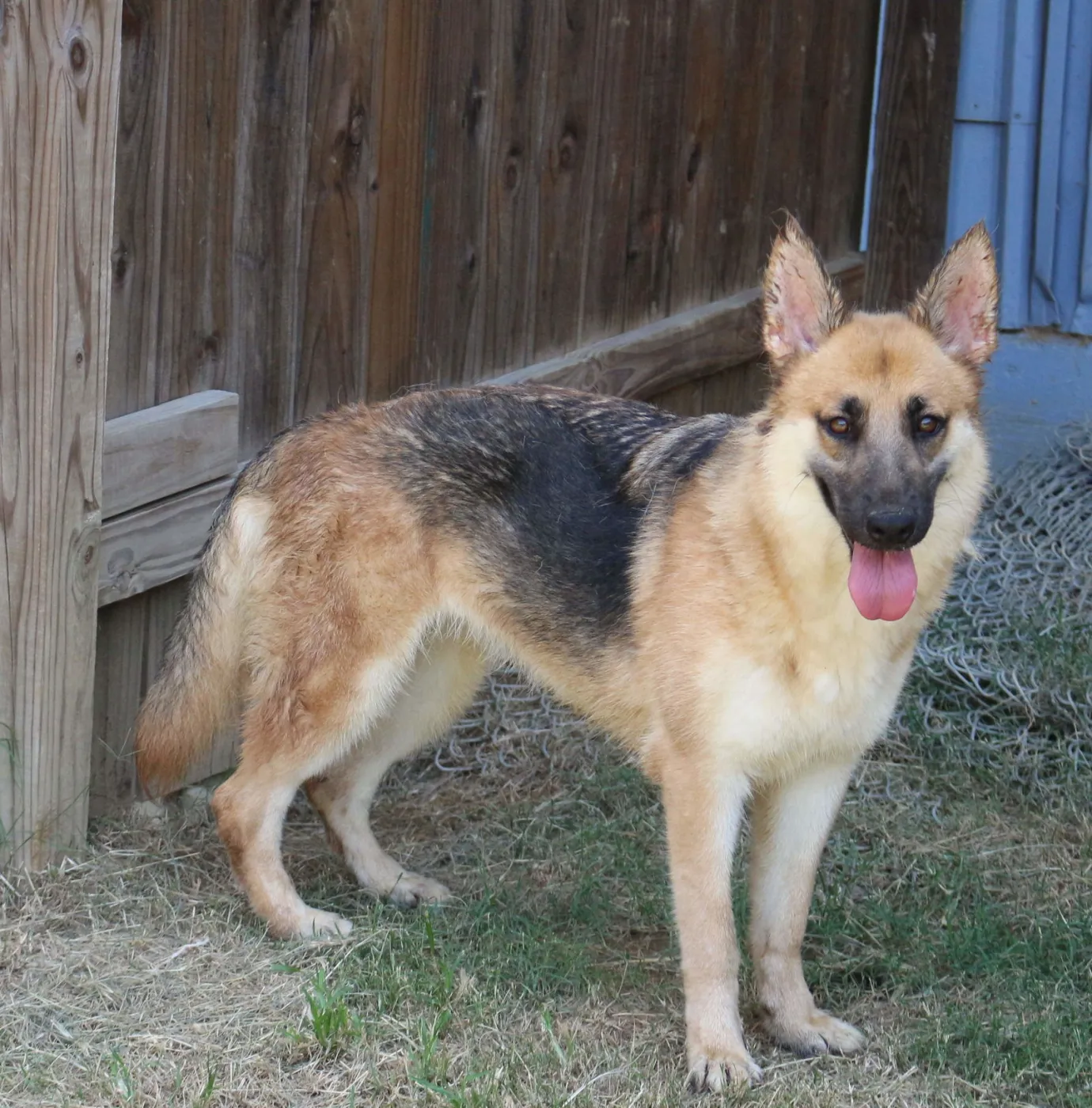 Callie Mae - Photo 1