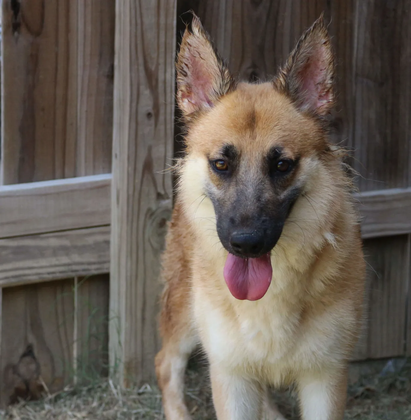 Callie Mae - Photo 2