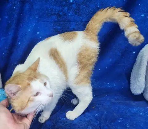 Colby Jack thumbnail 2