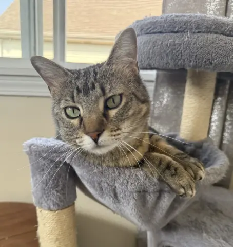 Valkyrie thumbnail 2