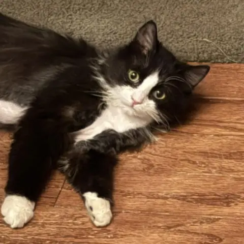 Pinguino thumbnail 2