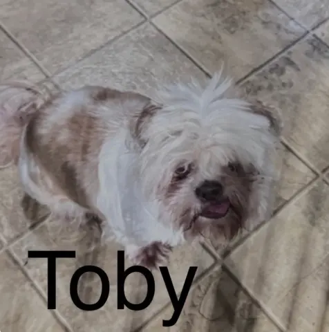 Toby