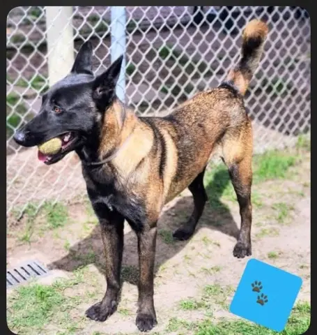 Mango Tango thumbnail 2