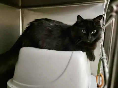 Dextra & Yoda thumbnail 4