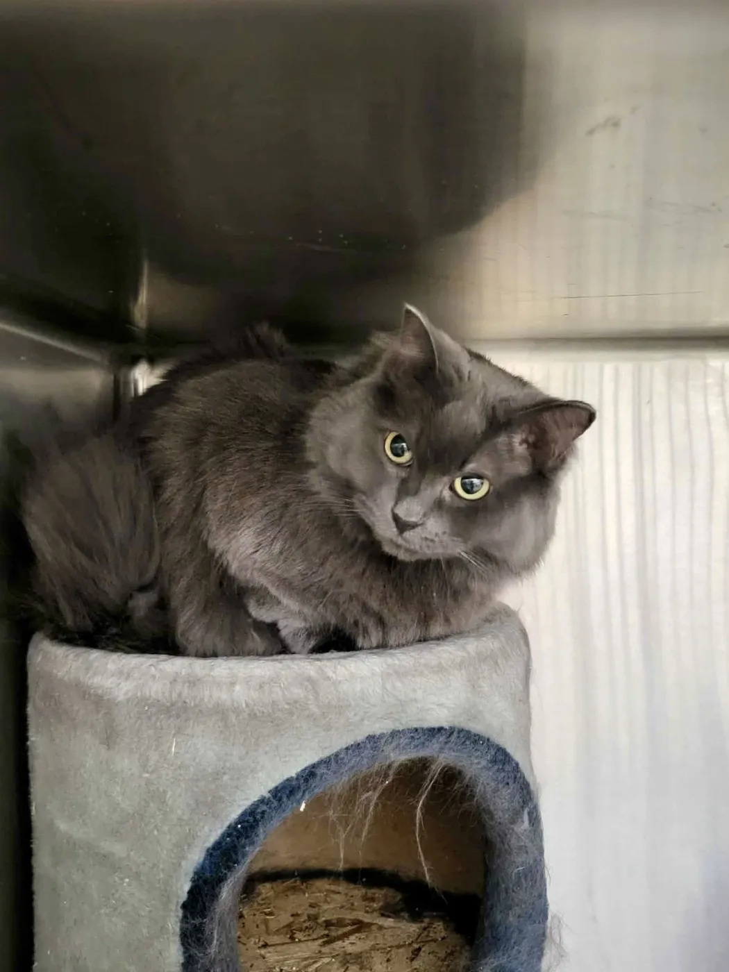 Dextra & Yoda - Photo 5