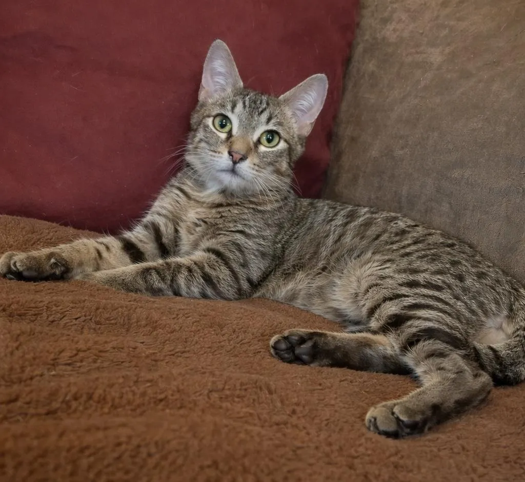 Gendino Giovane - Photo 1