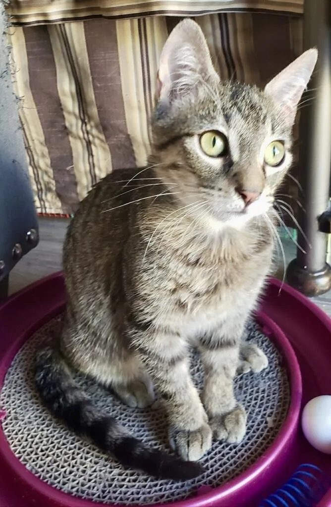 Gendino Giovane - Photo 2