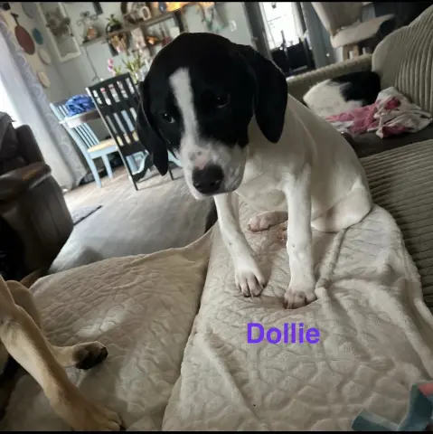Dollie