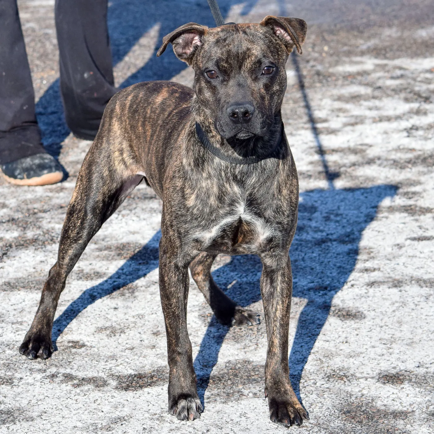 Stella Rose - Photo 3