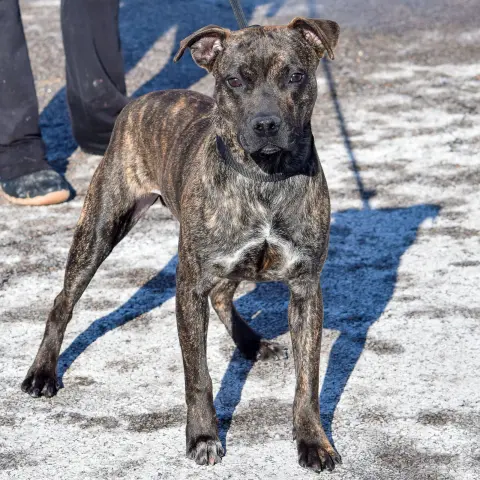 Stella Rose thumbnail 3