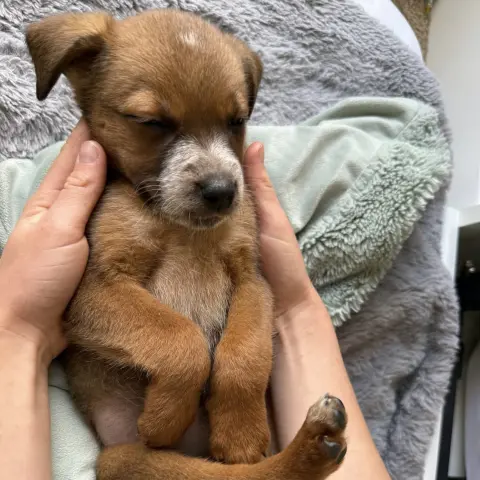 Butterscotch thumbnail 2