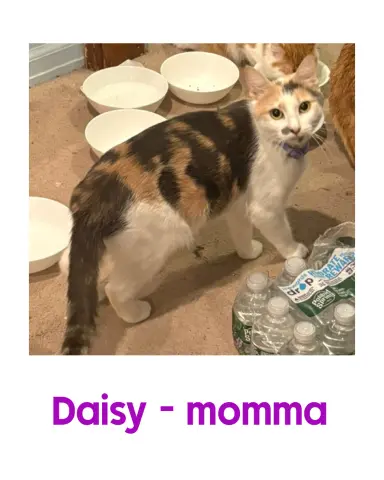 Daisy